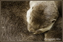 Zoo de la Palmyre