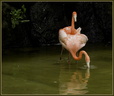 Flamant Rose 