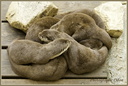 015 Loutre Cendree