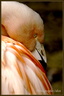 Flamant rose 
