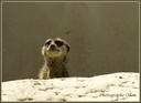 Suricate