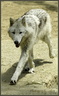 Loup