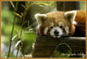Panda roux 