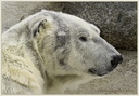 Ours blanc
