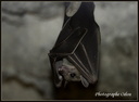 Chauve-souris