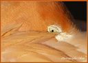 Flamant rose