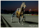 Courses Hippique à Vincennes