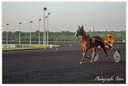Courses Hippique à Vincennes