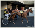 Courses Hippique à Vincennes