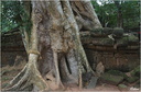 Ta Prohm