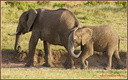 Eléphants