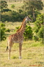 Girafe