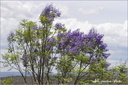 Jacaranda