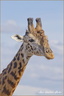 Girafe