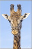 Girafe