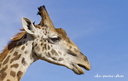 Girafe