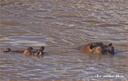 Hippopotame