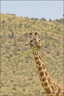 Girafe