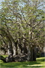 Baobab