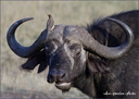 Buffle et son compagnon de toilette