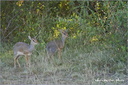 Dik-dik
