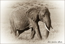 Eléphant