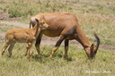 Impala