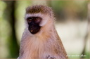 Singe Vervet