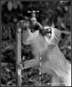 Singe Vervet