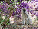 Singe Vervet