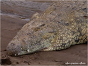 Crocodile