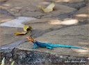 Lézard