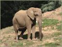 004_Elephan_au-soleil.jpg
