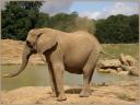 005_Elephan_avec_la_poussiere.jpg