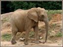 006_Elephant.jpg