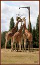 008_Girafes.jpg
