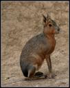 013_Maras.jpg