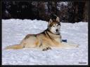 017_Chien_de_traineau.jpg