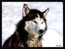 019_Chien_de_traineau.jpg