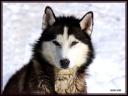020_Chien_de_traineau.jpg