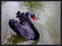 021_Cygne_noir.jpg
