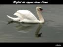 026_Reflet_de_cygne.jpg