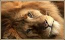 037_Lion_couche.jpg