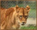 040_Lionne.jpg