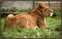 041_Lionne.jpg