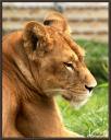 042_Lionne3.jpg