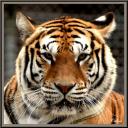 043_Portrait_tigre.jpg