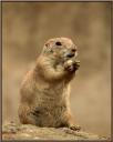 046Chien_des_prairies.jpg