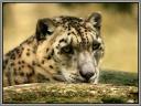 049_Panthere_des_neiges.jpg