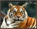 053_Tigre.jpg